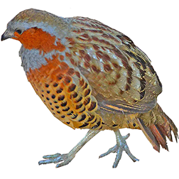 Orange-necked Hill Partridge